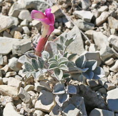 Astragalus chamaeleuce