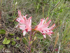 Alstroemeria ligtu ligtu