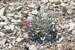 Astragalus chamaeleuce