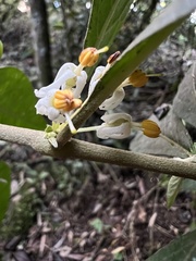 Lycianthes radiata