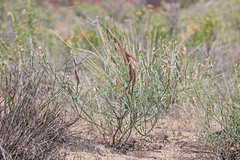 Astragalus duchesnensis