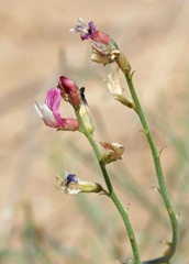 Astragalus duchesnensis