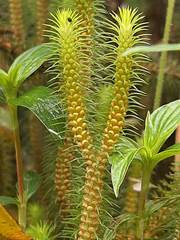 Phlegmariurus