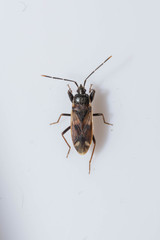 Eremocoris fenestratus