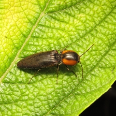 Elateridae