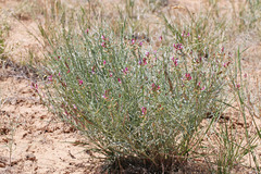 Astragalus duchesnensis