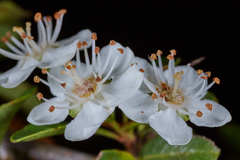 Crataegus gracilior