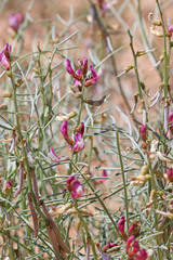 Astragalus duchesnensis