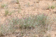 Astragalus duchesnensis
