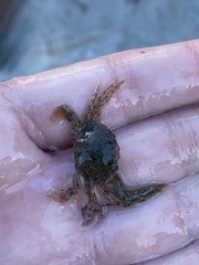 Achelous xantusii