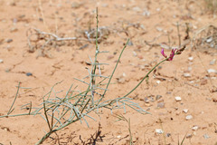 Astragalus duchesnensis