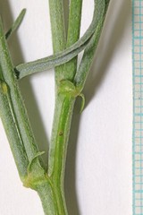 Astragalus duchesnensis