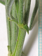 Astragalus duchesnensis