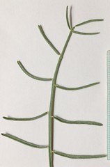 Astragalus duchesnensis