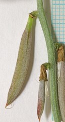 Astragalus duchesnensis