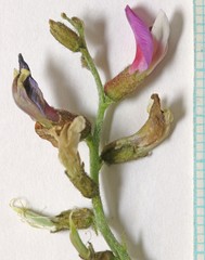 Astragalus duchesnensis