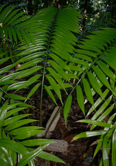 Zamia fairchildiana
