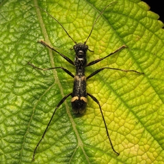 Ctenostoma