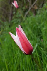 Tulipa clusiana