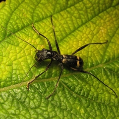 Ctenostoma