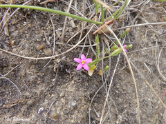 Centaurium cachanlahuen