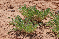 Astragalus geyeri geyeri