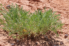 Astragalus geyeri geyeri