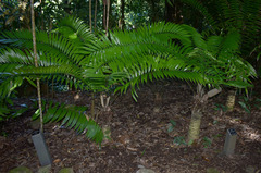 Zamia fairchildiana