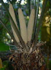 Zamia fairchildiana
