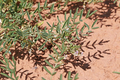 Astragalus geyeri geyeri