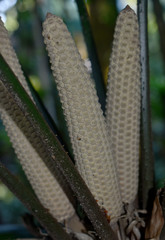 Zamia fairchildiana