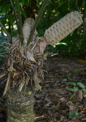 Zamia fairchildiana