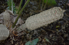 Zamia fairchildiana