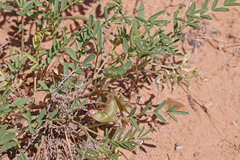 Astragalus geyeri geyeri