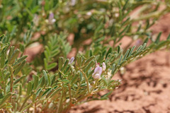 Astragalus geyeri geyeri