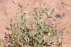 Astragalus geyeri geyeri