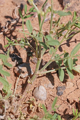 Astragalus geyeri geyeri