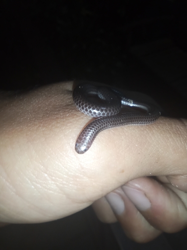 Big-scaled Blind Snake