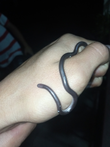 Big-scaled Blind Snake