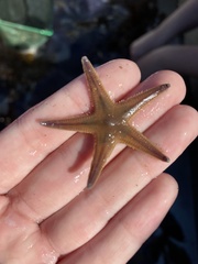 Astropecten verrilli