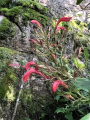 Stenostephanus