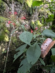Stenostephanus