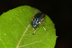 Raphiocera