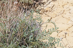 Astragalus pattersonii