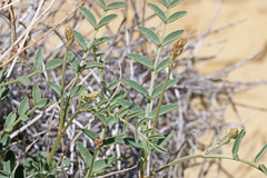 Astragalus pattersonii