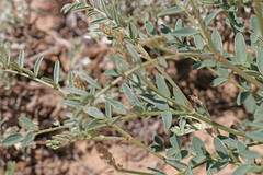 Astragalus pattersonii