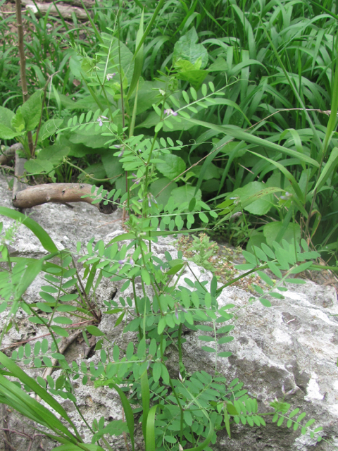 Vicia ludoviciana var. leavenworthii