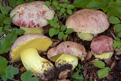 Butyriboletus regius