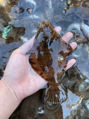 Pleuronichthys verticalis