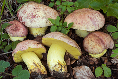 Butyriboletus regius